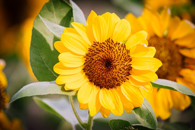 Close up Girasole sfondo naturale, fioritura del girasole. campo di girasoli in fiore.