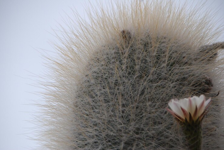 Photo close-up kaktus