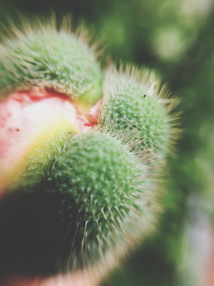 Photo close-up kaktus