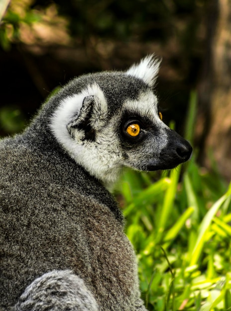 Close-up lemur