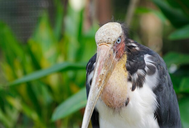 Close up Lesser Adjutant, Tailandia