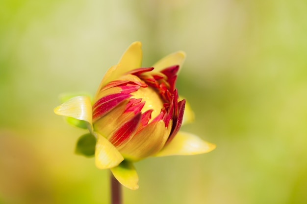 Close up macro fiore