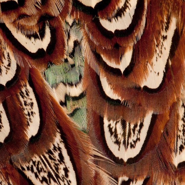Close up maschio americano fagiano comune, Phasianus colchicus, piume