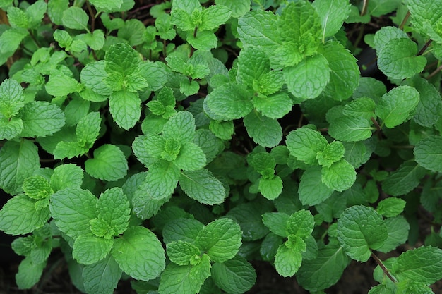 Close up menta piperita in giardino