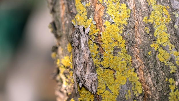 Close up moth si traveste su un albero in un muschio, Sochi