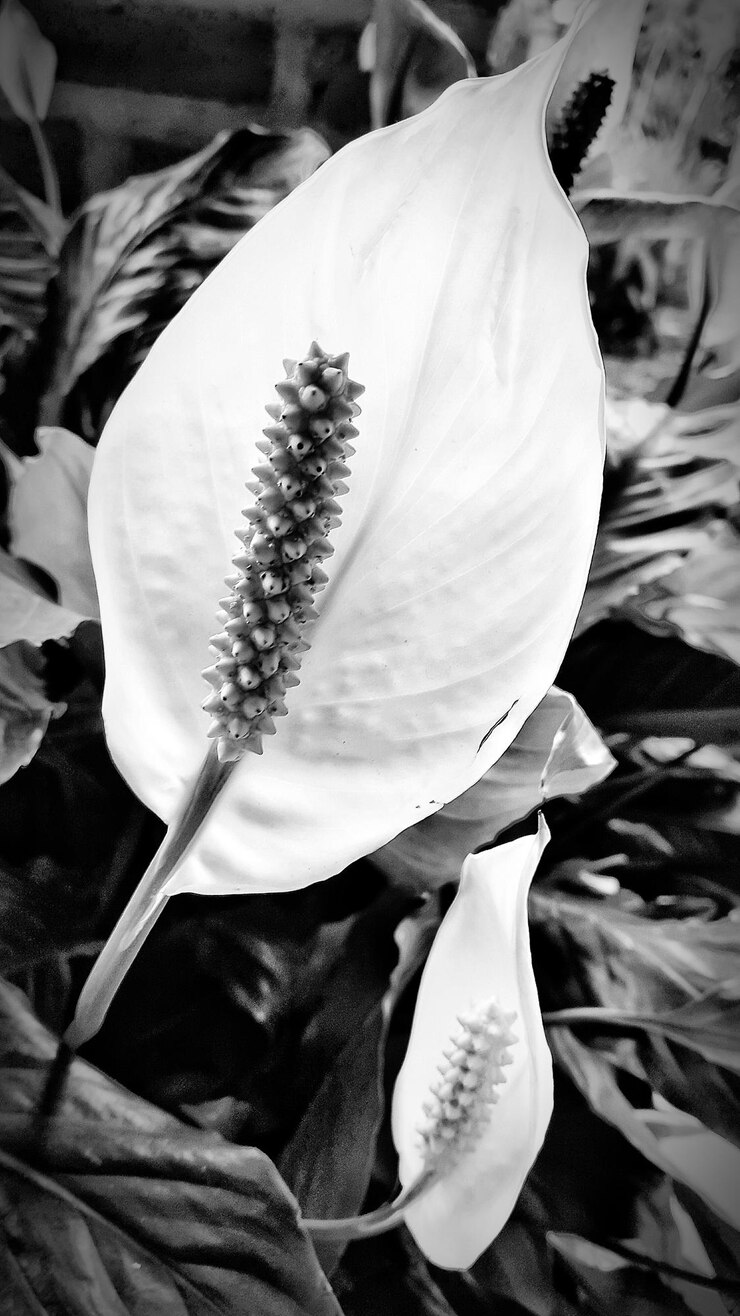 Photo close-up of a plant against blurred background