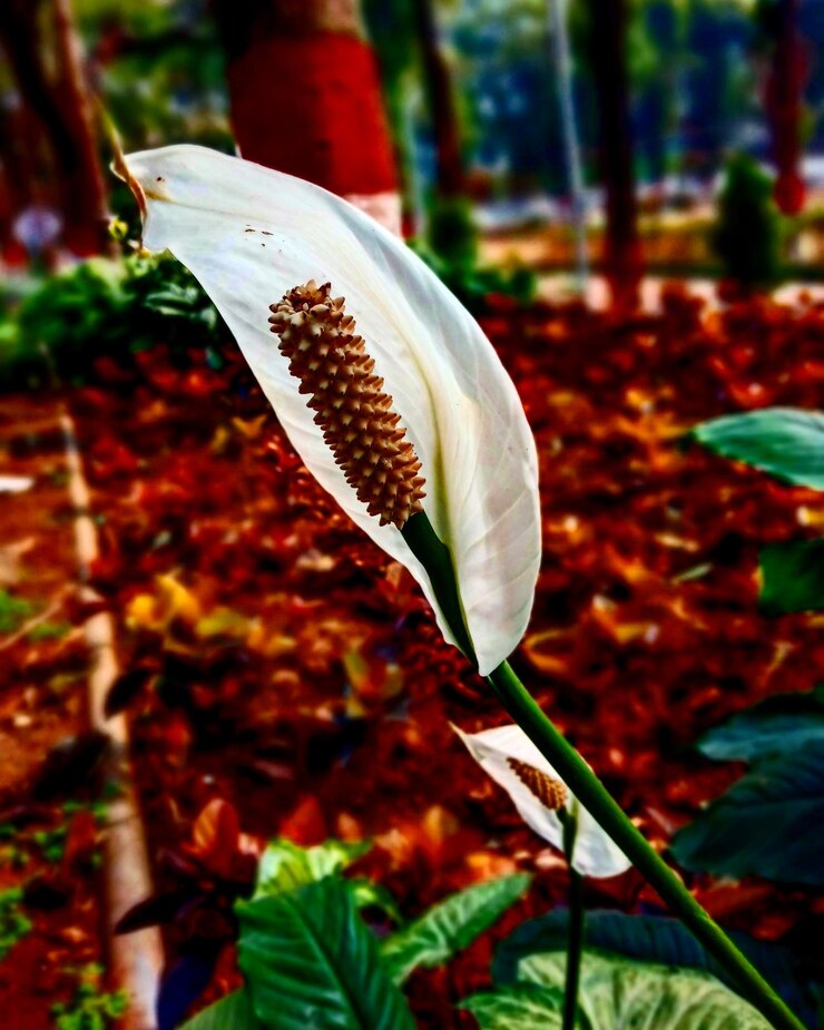 Photo close-up of butterfly on plant during autumn