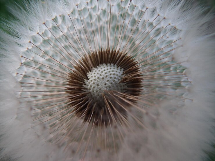 Photo close-up of dandelion seed