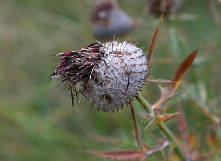 Photo close-up of dried thistle flower