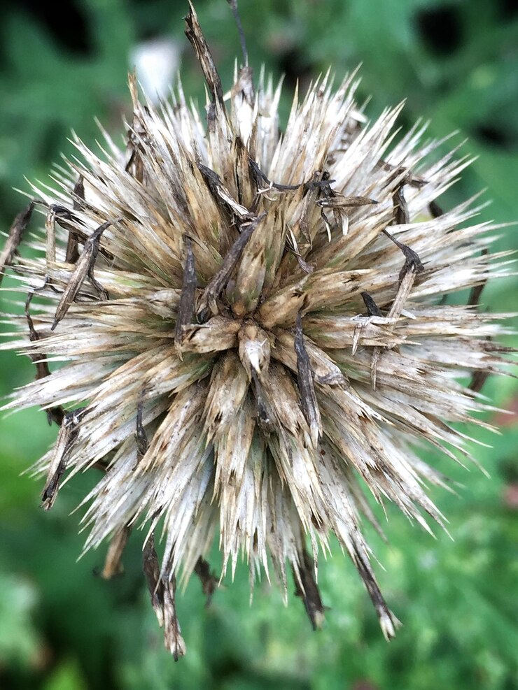 Photo close-up of dry plant
