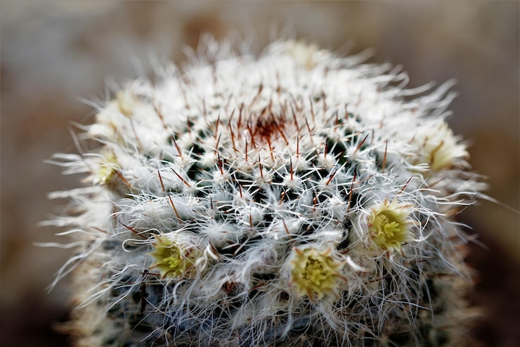 Photo close-up of feather cactus