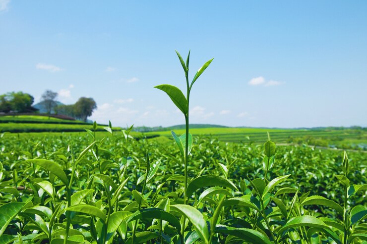 Close-up of fresh Green tea leaves at tea plantation with blue sky and cloud.