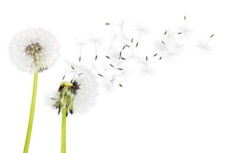 Photo close up of grown dandelions and dandelion seeds isolated on  background