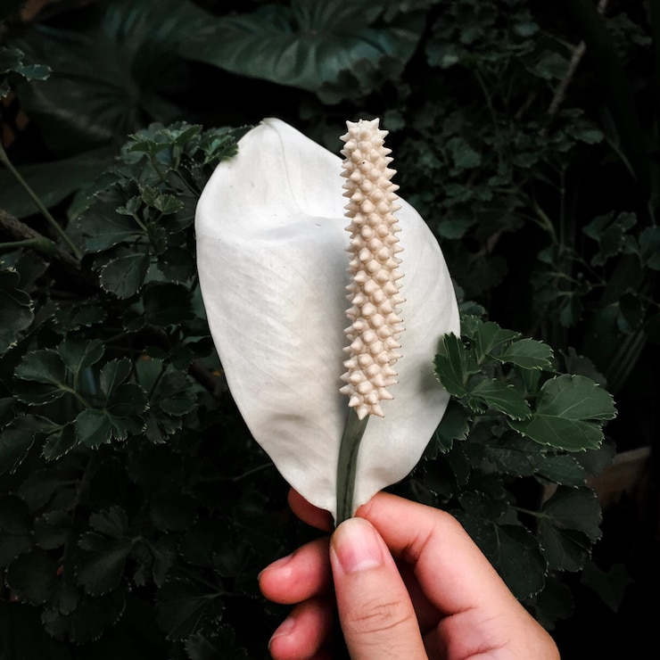 Photo close-up of hand holding anthurium