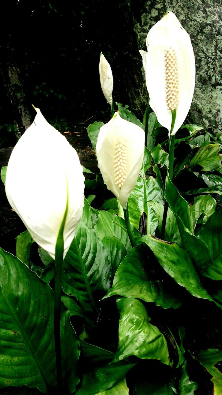 Photo close-up of peace lily flowers