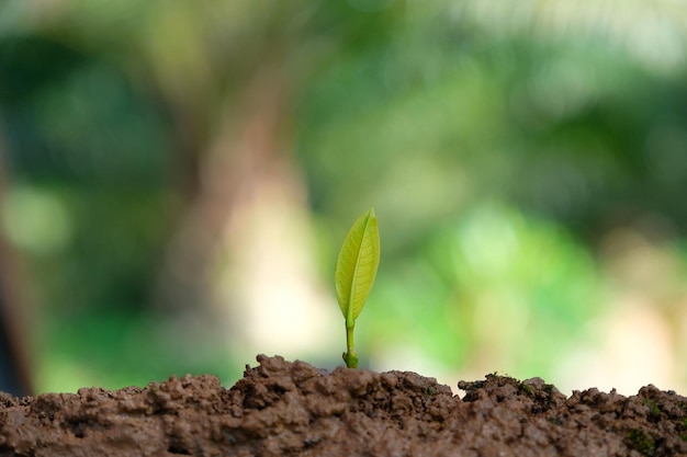 close-up of sapling growing on field