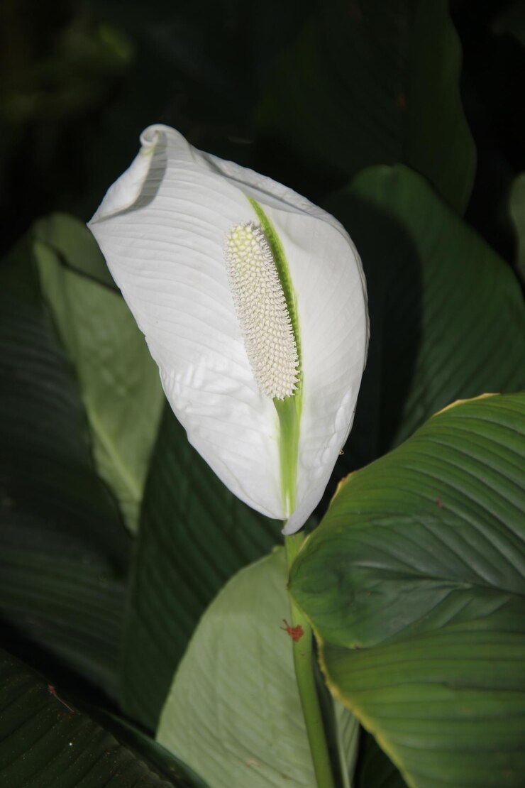 Photo close-up of white lotus leaves