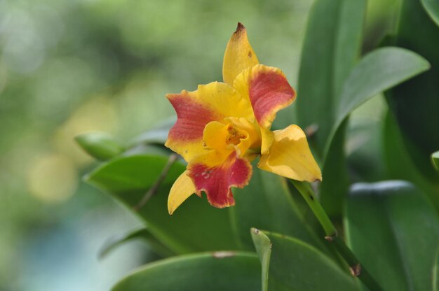 Close up orchidee gialle su sfondo verde Bellissimi fiori tropicali di orchidea