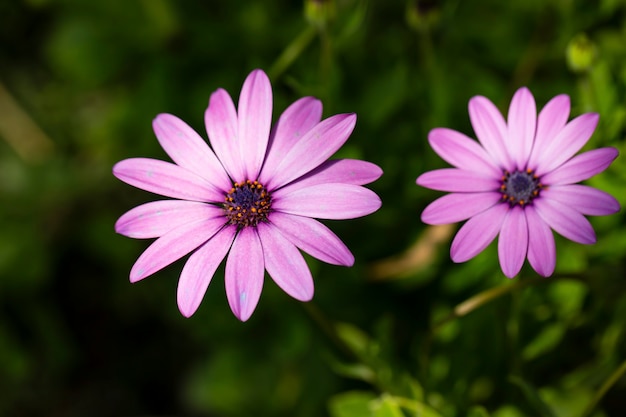 Close up Osteospermum viola margherita africana flower