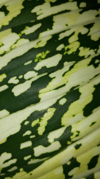 Close up pattern di Dumbcane leaf Dieffenbachia amoena