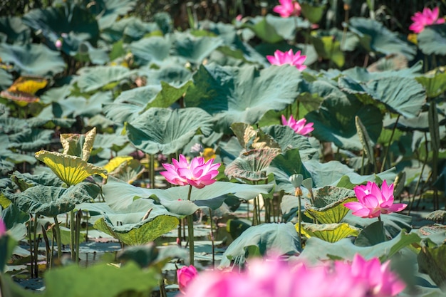 Close up Pink Lotus (Nelumbo nucifera Gaertn.) nel lago, colorati petali di rosa-bianco con verde sullo sfondo della natura