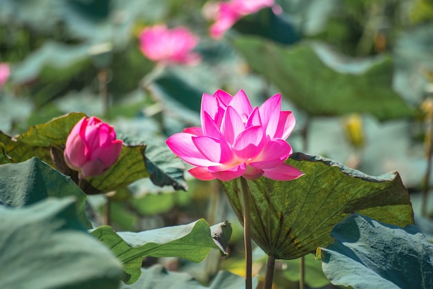 Close up Pink Lotus (Nelumbo nucifera Gaertn.) nel lago, colorati petali di rosa-bianco con verde sullo sfondo della natura