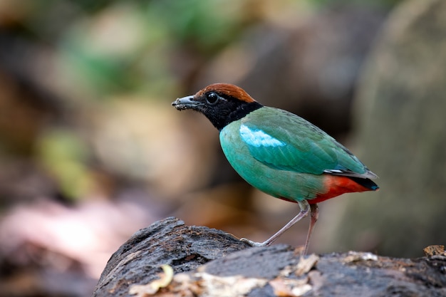 Close up Pitta Bird