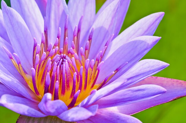 Close up polline di loto viola ( Nymphaea Nouchali ) , bellissimo fiore in Thailandia