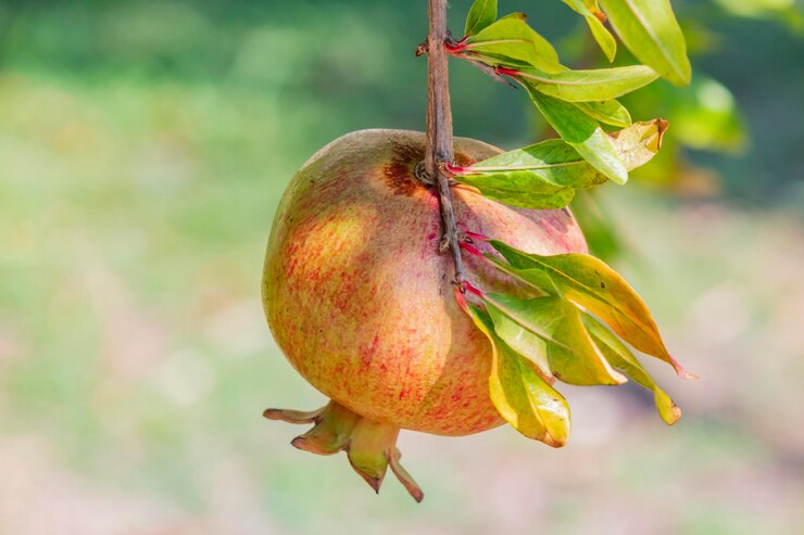 Photo close up pomegranates on tree banches in green nature