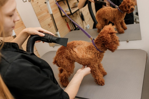 Close up professionale femmina pet groomer secco tazza di tè cane barboncino pelliccia con un asciugacapelli dopo il lavaggio nel salone di estetista Grooming concept