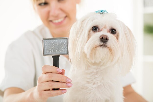 Close-up ritratto cane maltese e spazzola per animali