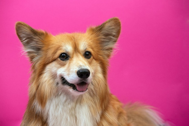 Close up ritratto corgi cane lanuginoso su uno sfondo rosa.