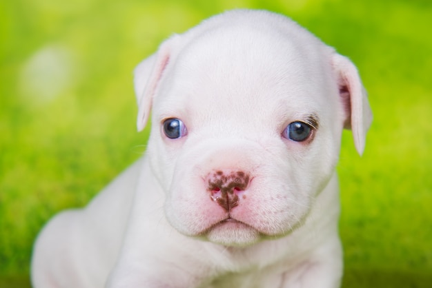 Close up ritratto di American Bullies cucciolo su sfondo verde