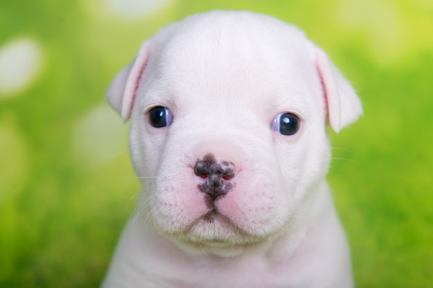 Close up ritratto di American Bullies cucciolo su sfondo verde