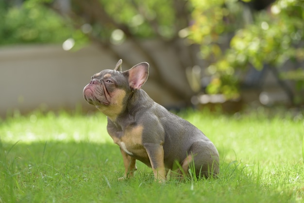 Close up ritratto di simpatici cuccioli bulldog francese