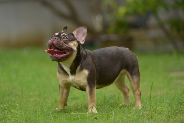 Close up ritratto di simpatici cuccioli bulldog francese