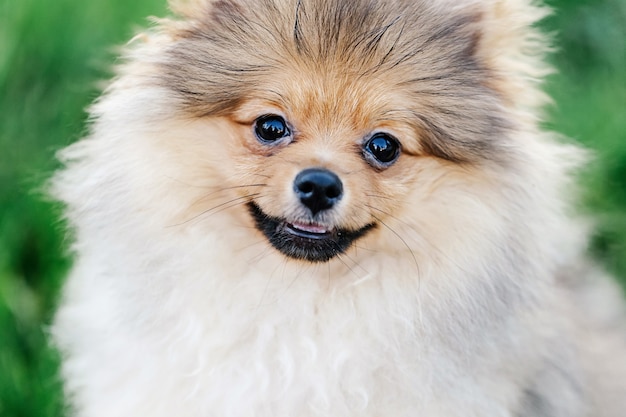 Close up ritratto di un bellissimo cucciolo di Pomerania con un simpatico sorriso al parco