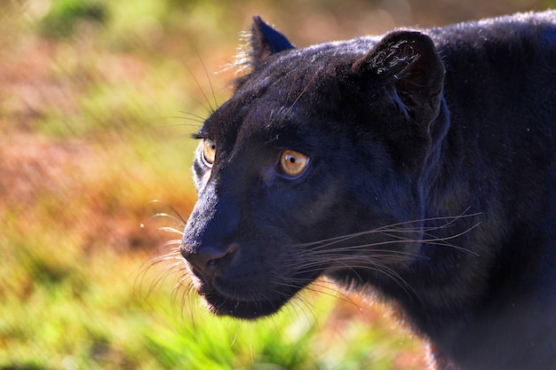 Close-up ritratto di un leopardo nero