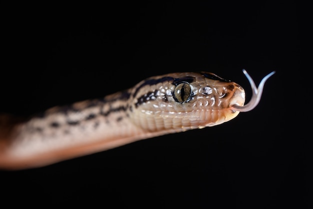 Close up ritratto di un serpente giarrettiera con copia spazio.