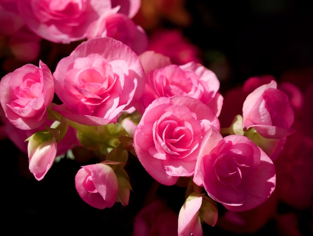 close up rosa begonia su sfondo nero avere copia spazio per mettere il testo