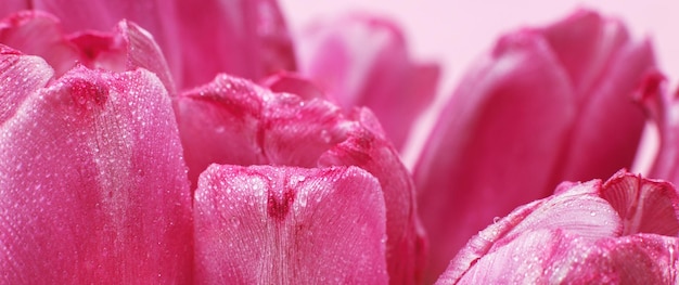 Close up rosa fiori freschi tulipani con gocce d'acqua petali bagnati sfondo primavera naturale banner