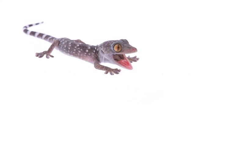 Photo close-up seekor kadal dengan latar belakang putih