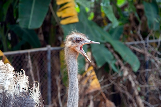 Close up shot Faccia di struzzo in animali della fauna selvatica nella gabbia dello zoo