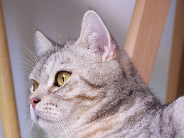 Close up simpatico gatto con bellissimi occhi gialli su sfondo bianco in soggiorno