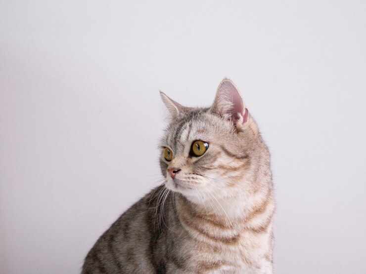 Close up simpatico gatto con bellissimi occhi gialli su sfondo bianco