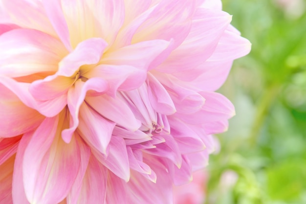 Close-up soft-focus di fiori rosa