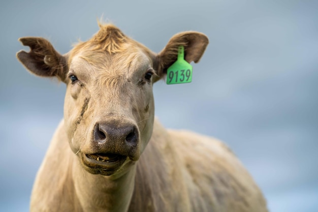 Close up Stud Beef tori e mucche al pascolo sull'erba in un campo in Australia mangiare fieno e insilato razze includono speckle park murray grigio angus brangus e wagyu