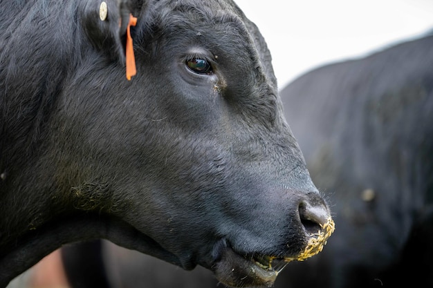 Close up Stud Beef tori mucche e vitelli al pascolo sull'erba in un campo in Australia le razze di bovini includono parco maculato murray grigio angus brangus e wagyu mangiare grano e frumento