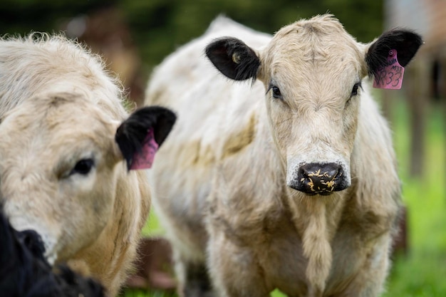 Close up Stud Beef tori mucche e vitelli al pascolo sull'erba in un campo in Australia le razze di bovini includono parco maculato murray grigio angus brangus e wagyu mangiare grano e frumento