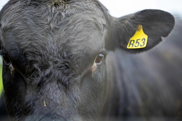 Close up Stud Beef tori mucche e vitelli al pascolo sull'erba in un campo in Australia le razze di bovini includono parco maculato murray grigio angus brangus e wagyu mangiare grano e frumento